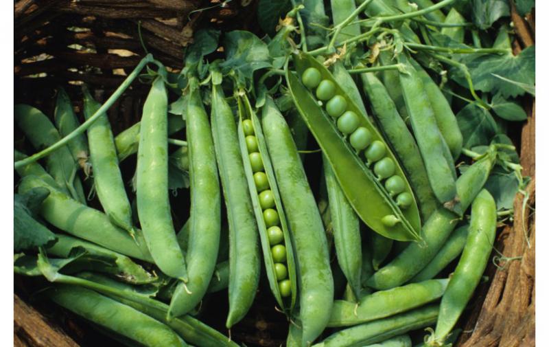 Bezelye Ekimi Nasıl Yapılır?