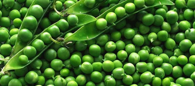 Bezelye Kaç Kalori?