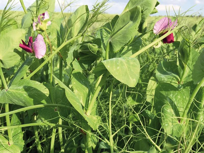 Yem Bezelyesi Özellikleri ve Faydaları Nelerdir?